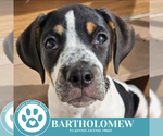 Small #2 Beagle Mix