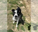 Small #1 Mutt