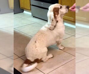 Basset Hound Dogs for adoption in Deepwater, NJ, USA
