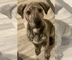Small Photo #1 Cane Corso-Siberian Husky Mix Puppy For Sale in RAWSONVILLE, MI, USA