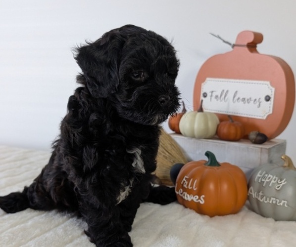 Medium Photo #7 ShihPoo Puppy For Sale in GOSHEN, IN, USA