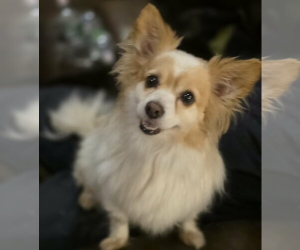 Medium Photo #3 Chiranian Puppy For Sale in Cuba, NY, USA
