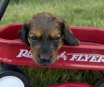 Small #1 Dachshund