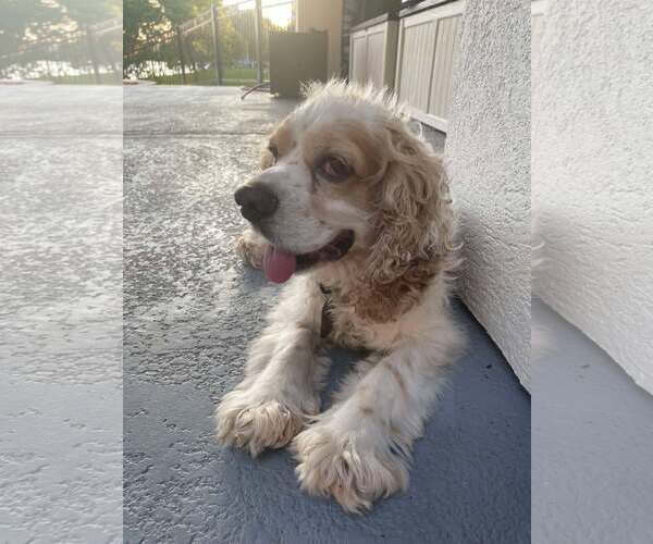 Medium Photo #5 Cocker Spaniel Puppy For Sale in Lee's Summit, MO, USA