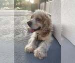 Small #4 Cocker Spaniel