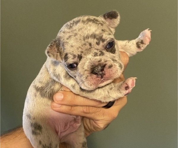 Medium Photo #1 French Bulldog Puppy For Sale in COCHRAN, GA, USA