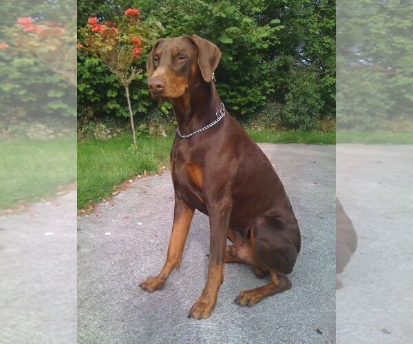 Medium Photo #1 Cane Corso-Doberman Pinscher Mix Puppy For Sale in MODESTO, CA, USA