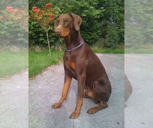 Father of the Cane Corso-Doberman Pinscher Mix puppies born on 06/18/2026