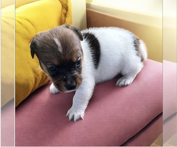 Medium Photo #1 Jack Russell Terrier Puppy For Sale in NASHVILLE, NC, USA