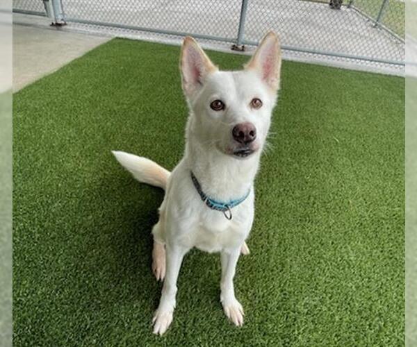 Medium Photo #2 Siberian Husky Puppy For Sale in Baytown, TX, USA