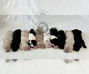 Goldendoodle Puppy for sale in MARYVILLE, MO, USA