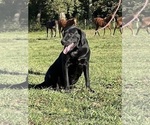 Small Photo #1 Labrador Retriever Puppy For Sale in NEOLA, WV, USA