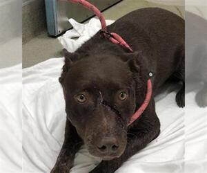 Labrador Retriever-Unknown Mix Dogs for adoption in Las Vegas, NV, USA