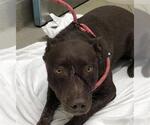 Small Labrador Retriever Mix