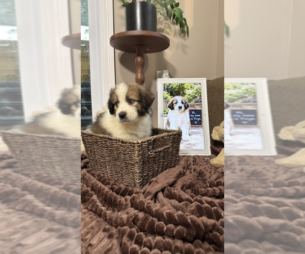 Medium Photo #98 Aussie Pyrenees Puppy For Sale in LEXINGTON, SC, USA