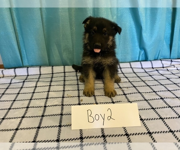 Medium Photo #5 German Shepherd Dog Puppy For Sale in COLCORD, OK, USA