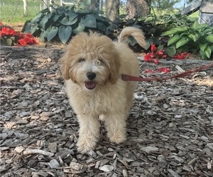 Cavapoo Puppy for sale in THORP, WI, USA