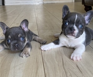 French Bulldog Puppy for sale in CHEROKEE VILLAGE, AR, USA