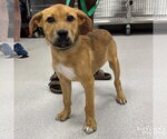 Small Retriever  Mix