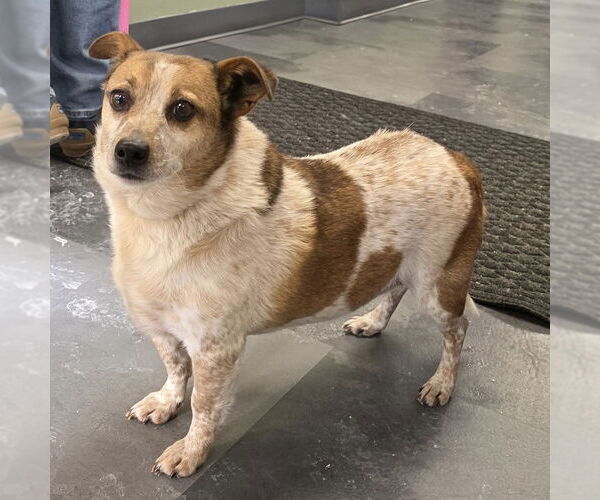 Medium Photo #3 Red Heeler-Unknown Mix Puppy For Sale in Batavia, OH, USA