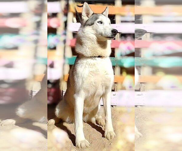 Medium Photo #13 Siberian Husky Puppy For Sale in Apple Valley, CA, USA