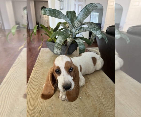 Medium Photo #13 Basset Hound Puppy For Sale in BEAUMONT, CA, USA