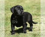 Small #10 Dachsador