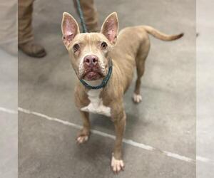 Mutt Dogs for adoption in Modesto, CA, USA