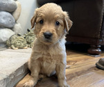 Puppy Lime Green Golden Retriever