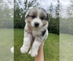 Puppy Maverick Australian Shepherd