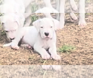 Dogo Argentino Puppy for Sale in PURDON, Texas USA