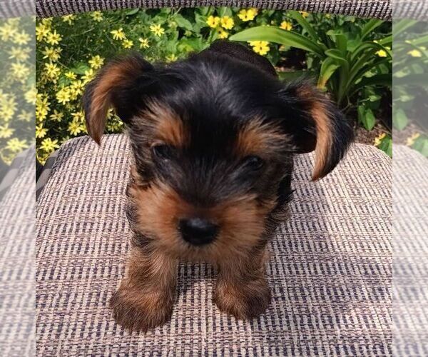 Medium Photo #1 Yorkshire Terrier Puppy For Sale in ECONOMY, IN, USA