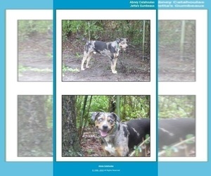 Father of the Catahoula Leopard Dog puppies born on 06/26/2023