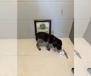 German Shorthaired Pointer Puppy for sale in STATESVILLE, NC, USA