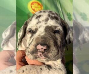 Great Dane Puppy for sale in ALBION, IL, USA