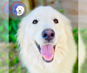 Great Pyrenees Dogs for adoption in Spring, TX, USA