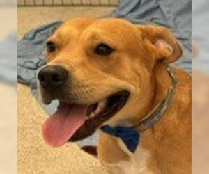 Labrador Retriever-Unknown Mix Dogs for adoption in Lake Forest, CA, USA