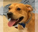 Winston (Courtesy Post) - Adopt Me! - Male Labrador Retriever-Unknown Mix Dog for Adoption - Small photo