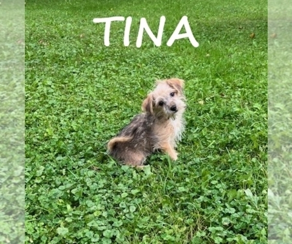 Medium Photo #2 Shorkie Tzu Puppy For Sale in HARTLAND, MN, USA