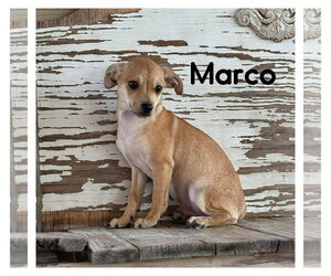 Chihuahua-Unknown Mix Dogs for adoption in Jefferson, NJ, USA