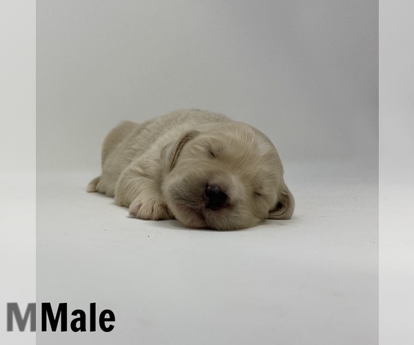 Full screen Photo #5 Goldendoodle Puppy For Sale in MONCLOVA, OH, USA