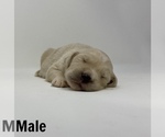 Small Photo #5 Goldendoodle Puppy For Sale in MONCLOVA, OH, USA