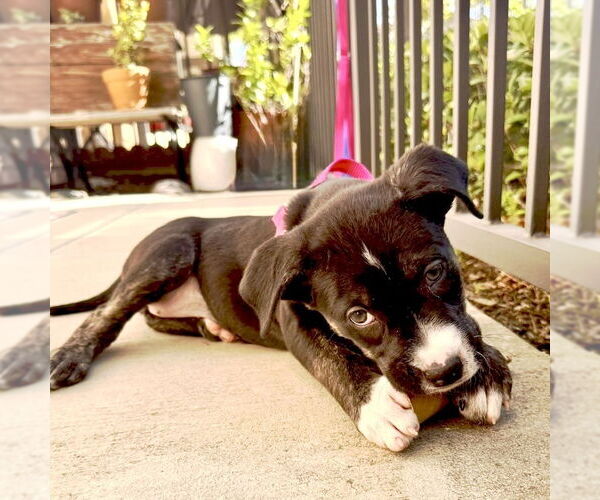 Medium Photo #5 American Staffordshire Terrier-Labrador Retriever Mix Puppy For Sale in San Juan Capistrano, CA, USA