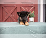 Small #2 German Shepherd Dog