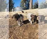 Small Photo #12 German Shorthaired Pointer Puppy For Sale in FLORISSANT, CO, USA