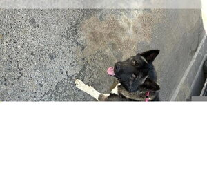 Akita Dogs for adoption in HESPERIA, CA, USA