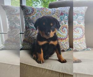 Rottweiler Puppy for sale in NOBLESVILLE, IN, USA