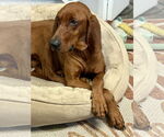 Small #2 Redbone Coonhound Mix