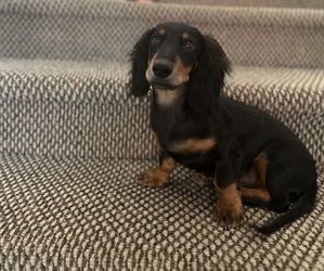 Dachshund Puppy for sale in WINTERS, CA, USA