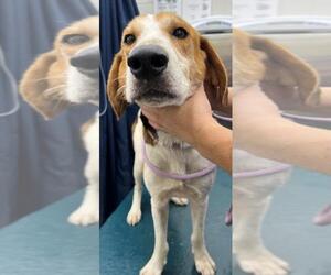 English Foxhound-Unknown Mix Dogs for adoption in Mobile, AL, USA
